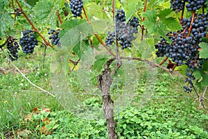 Wine from the Danube region is managed by specialists in viticulture and is today a sought-after specialty