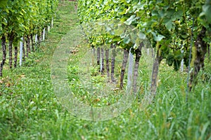 Wine from the Danube region is managed by specialists in viticulture and is today a sought-after specialty