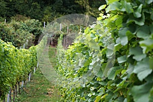 Wine from the Danube region is managed by specialists in viticulture and is today a sought-after specialty