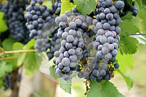 Wine from the Danube region is managed by specialists in viticulture and is today a sought-after specialty