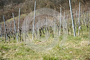 Wine from the Danube region is managed by specialists in viticulture and is today a sought-after specialty