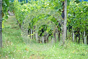 Wine from the Danube region is managed by specialists in viticulture and is today a sought-after specialty