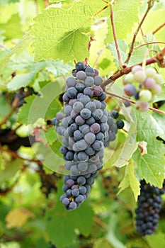 Wine from the Danube region is managed by specialists in viticulture and is today a sought-after specialty