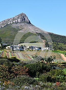 Wine farm and Botmaskop mountain