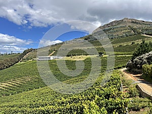 Wine Farm in Constantia Cape Town South Africa