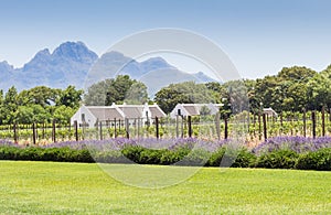 Wine farm in Franschhoek, Western Cape South Africa - Image of La Motte wine estate with young grape vines, roses and lavender