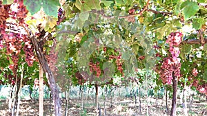 Wine farm, grapes under sun