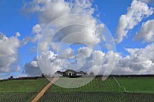 Wine farm and homestead on a hill