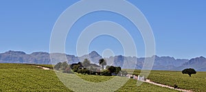 Wine Farm and Hottentots Holland Mountains