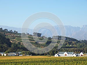 Wine farm Stellenbosch cape town photo