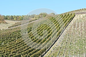 Wine Field