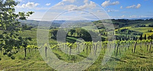 Wine field in Spring - San Bartolo, Pesaro Italy photo