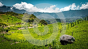 Wine fields of Cirque de Salazie photo