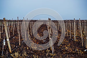 Wine fields at dusk beutiful light