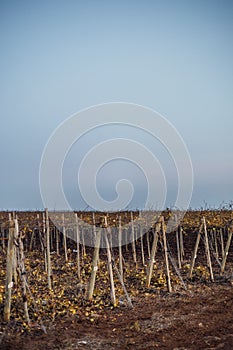 Wine fields at dusk beutiful light