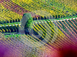 Wine fields in fascinating autumn colors with a single tree