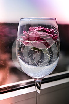 Wine glass filled with pink flower petalson on white. Minimal modern still life. Holiday concept Valentines or womans