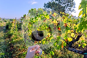 Wine glass of in hand of farmer, between sunny grapevine of wineyard. Green vineyard landscape of Italy