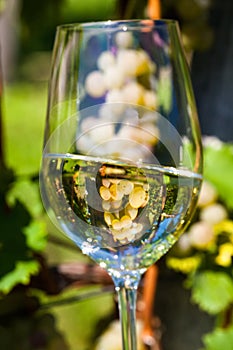 Wine glass in the vineyard photo