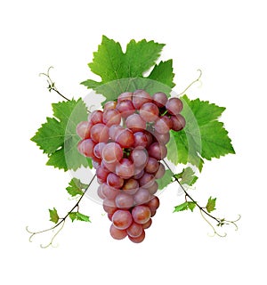 Wine grape cluster photo