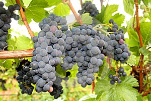 Wine Grape Clusters