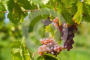 Wine grape frankovka bratislava raca