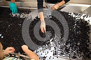 Wine grape harvest people separates grapes from bunch winemaker photo
