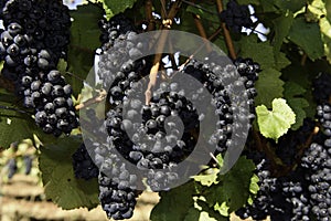 Wine Grape Harvest In The Wilamette Valley
