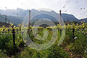 Wine Grapes at Lake Kaltern, South Tyrol, Italy photo