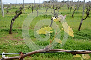 Wine grape vines budding in Western Australia