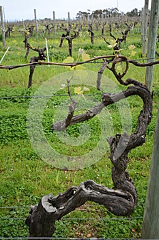 Wine grape vines budding in Western Australia photo