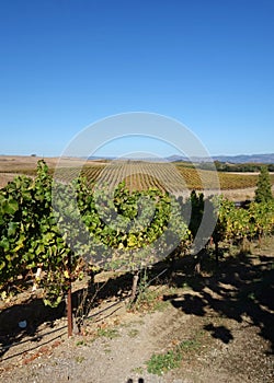 Wine grape vines in the Carneros area of California photo