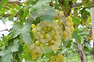 Wine Grape Vineyard featuring Wine Grapes