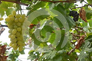 Wine Grape Vineyard featuring Wine Grapes