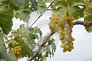 Wine Grape Vineyard featuring Wine Grapes