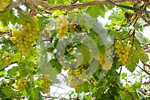 Wine Grape Vineyard featuring Wine Grapes