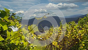 Wine grape vineyard landscape background