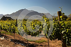 Wine grape vineyard with mountain