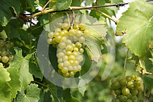 Wine Grapes