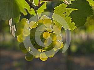 Wine grapes