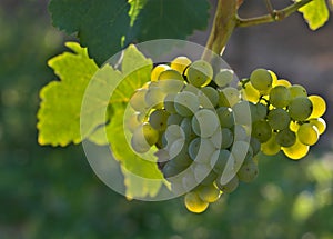 Wine grapes