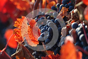 Wine grapes photo