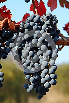 Wine grapes photo