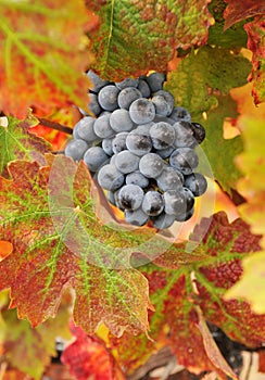 Wine grapes photo