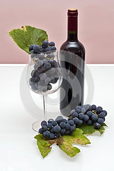 Wine and grapes