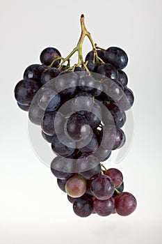 Wine grapes