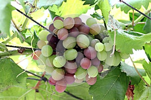 Vino uvas 