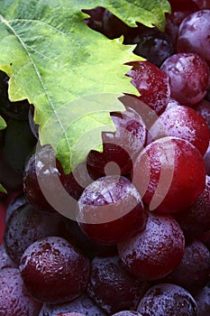 Vino uvas 