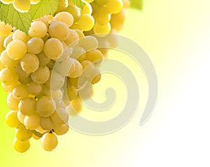 wine grapes