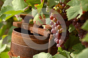 Wine grapes